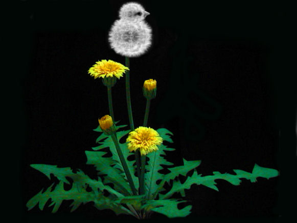 Photoshop Design by Ziaphra for DesignCrowd (Community Contests) | Design #9098869