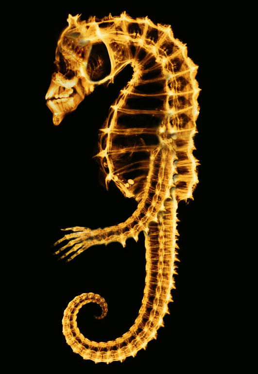 Photoshop-Design von zulittle für DesignCrowd (Community Contests) | Design #9097408