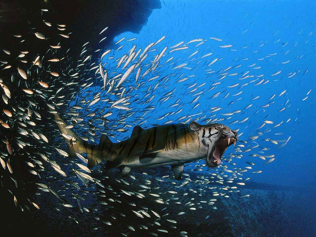 Photoshop Design by Grottzork for DesignCrowd (Community Contests) | Design #9097362