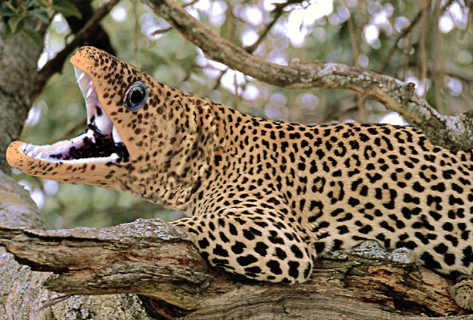 Photoshop Design by smylee for DesignCrowd (Community Contests) | Design #9097463