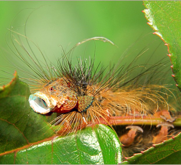 Design Photoshop par Dziedzic pour DesignCrowd (Community Contests) | Design #9097641