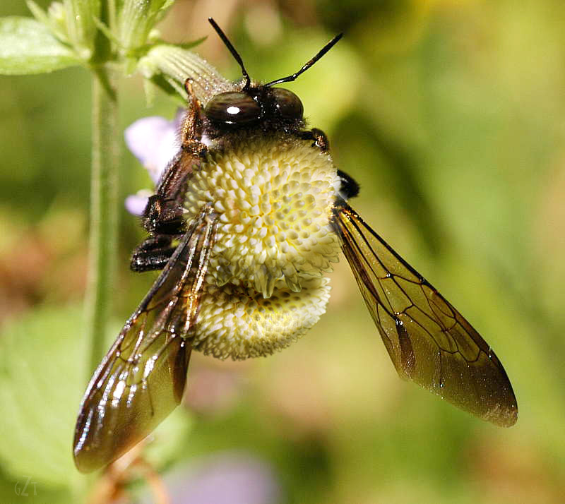 Design Photoshop par godzillatemple pour DesignCrowd (Community Contests) | Design #9098897