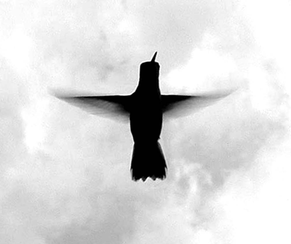 Fotografie von agbell für DesignCrowd (Community Contests) | Design #9099288