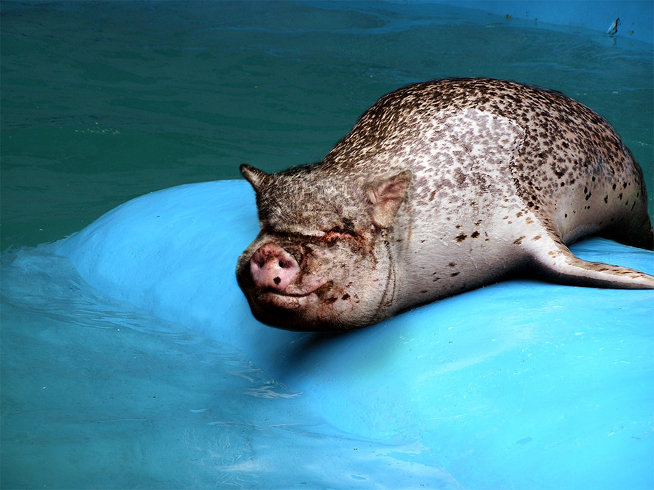 Photoshop Design by mayfae for DesignCrowd (Community Contests) | Design #9097601