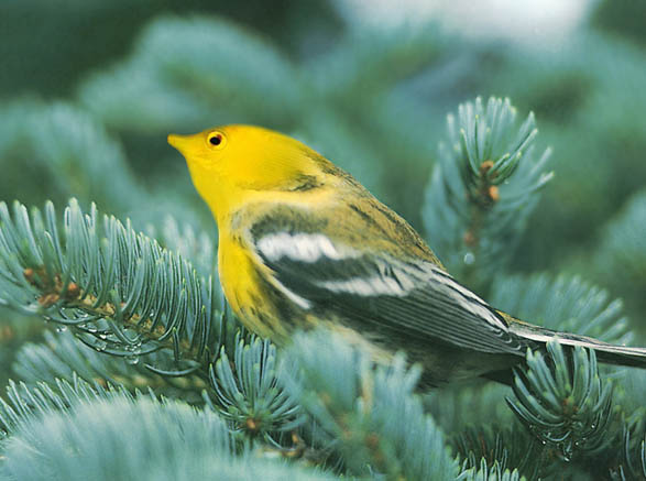 Design Photoshop par BabyGRL pour DesignCrowd (Community Contests) | Design #9097682