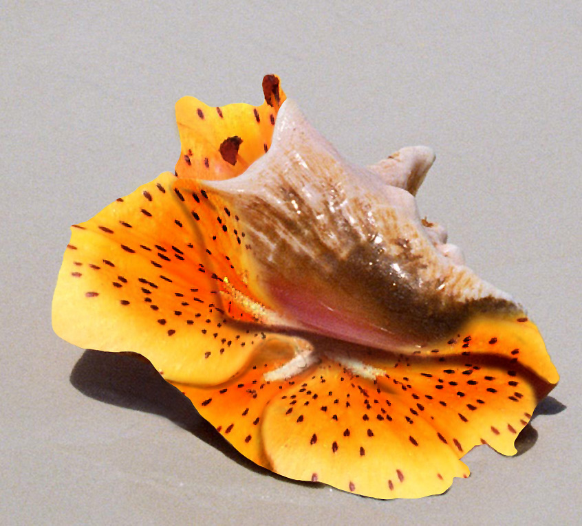 Photoshop Design by Logoinvision for DesignCrowd (Community Contests) | Design #9098907