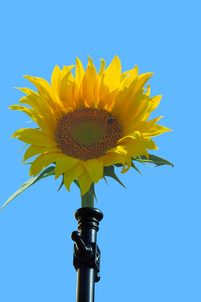 Photoshop Design by meldra for DesignCrowd (Community Contests) | Design #9099105