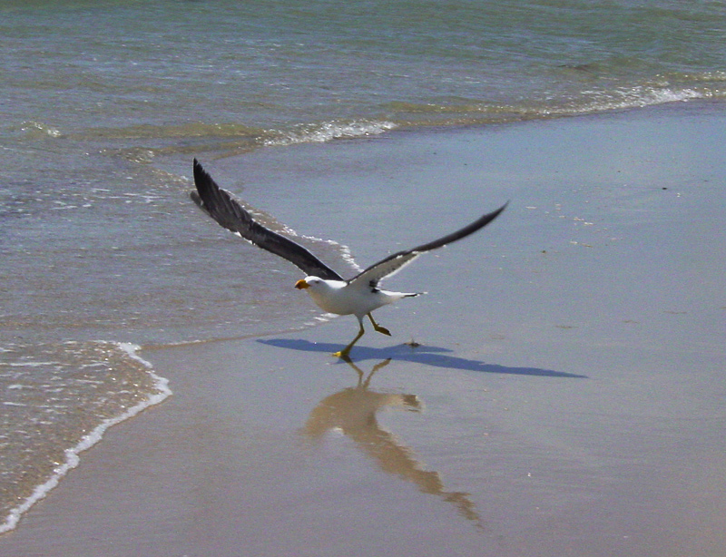 Photography by AussieBluey for DesignCrowd (Community Contests) | Design #9098765