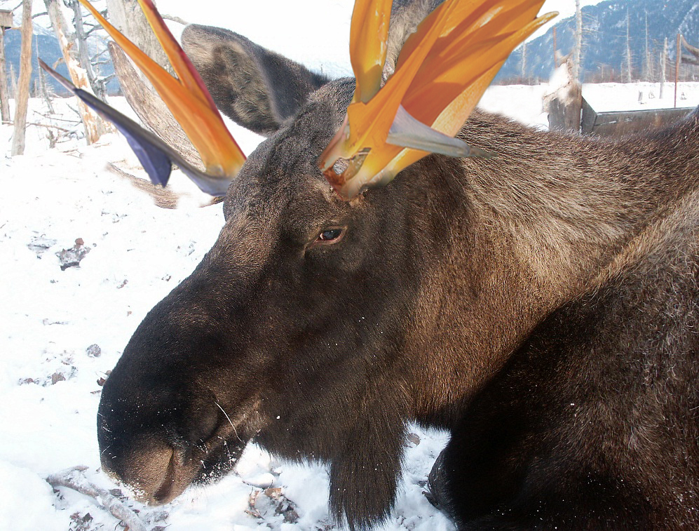 Photoshop Design by duragg for DesignCrowd (Community Contests) | Design #9099049