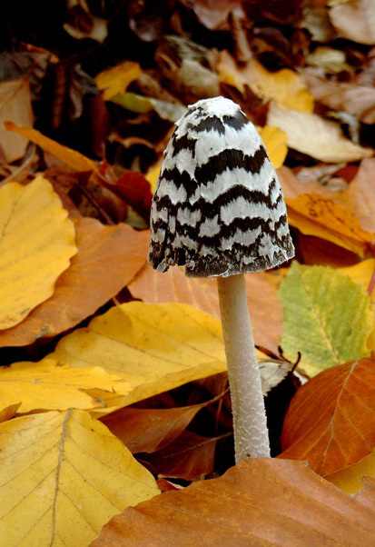 Photography by stefan1979 for DesignCrowd (Community Contests) | Design #9073904