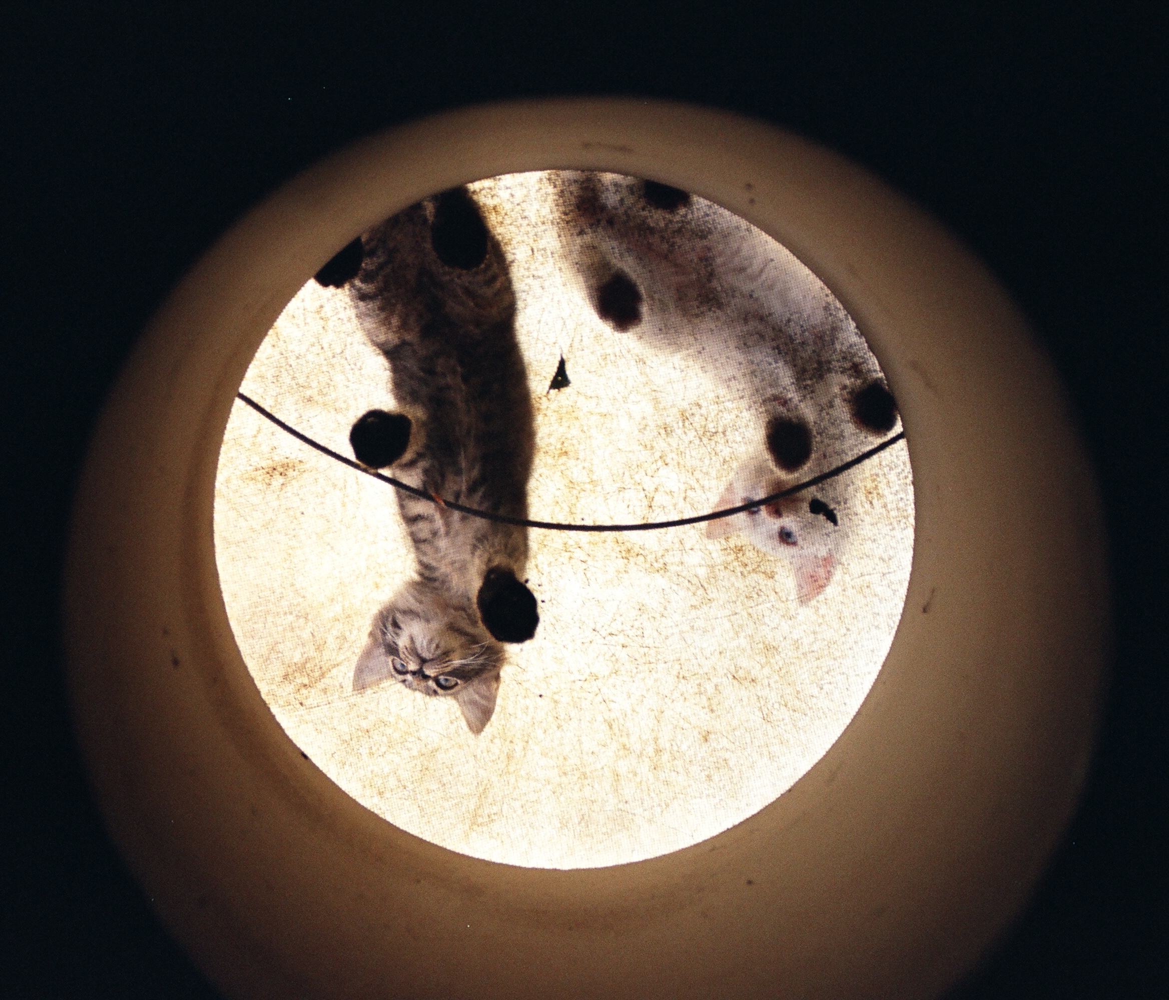 Photography by susv for DesignCrowd (Community Contests) | Design #9073912