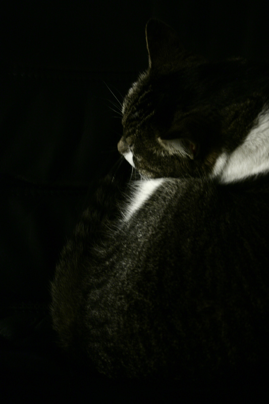 Fotografie von DoggySpew für DesignCrowd (Community Contests) | Design #9073929