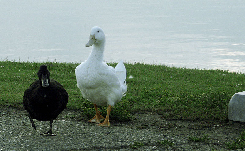 Photographie par Pelican pour DesignCrowd (Community Contests) | Design #9073970