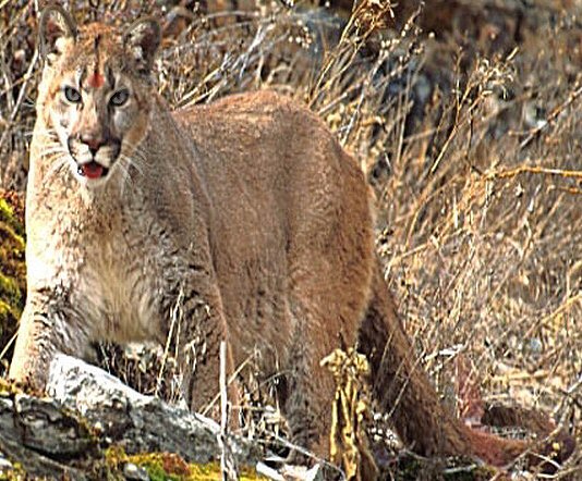 Photoshop Design by teena911 for DesignCrowd (Community Contests) | Design #9093954