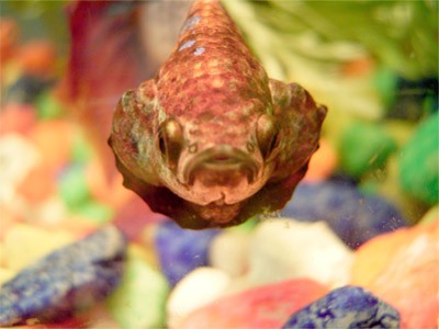 Photography by meldra for DesignCrowd (Community Contests) | Design #9100736