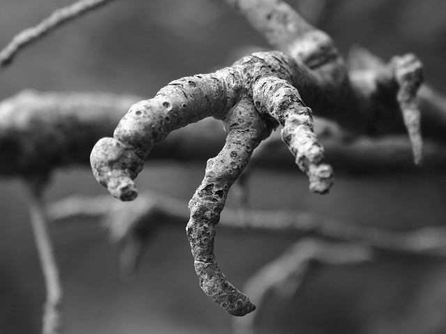 Photographie par KarenC pour DesignCrowd (Community Contests) | Design #9086484