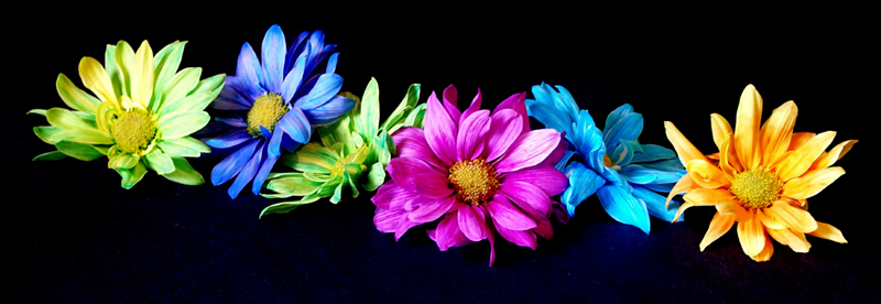 Photography by binkyat3 for DesignCrowd (Community Contests) | Design #9100752