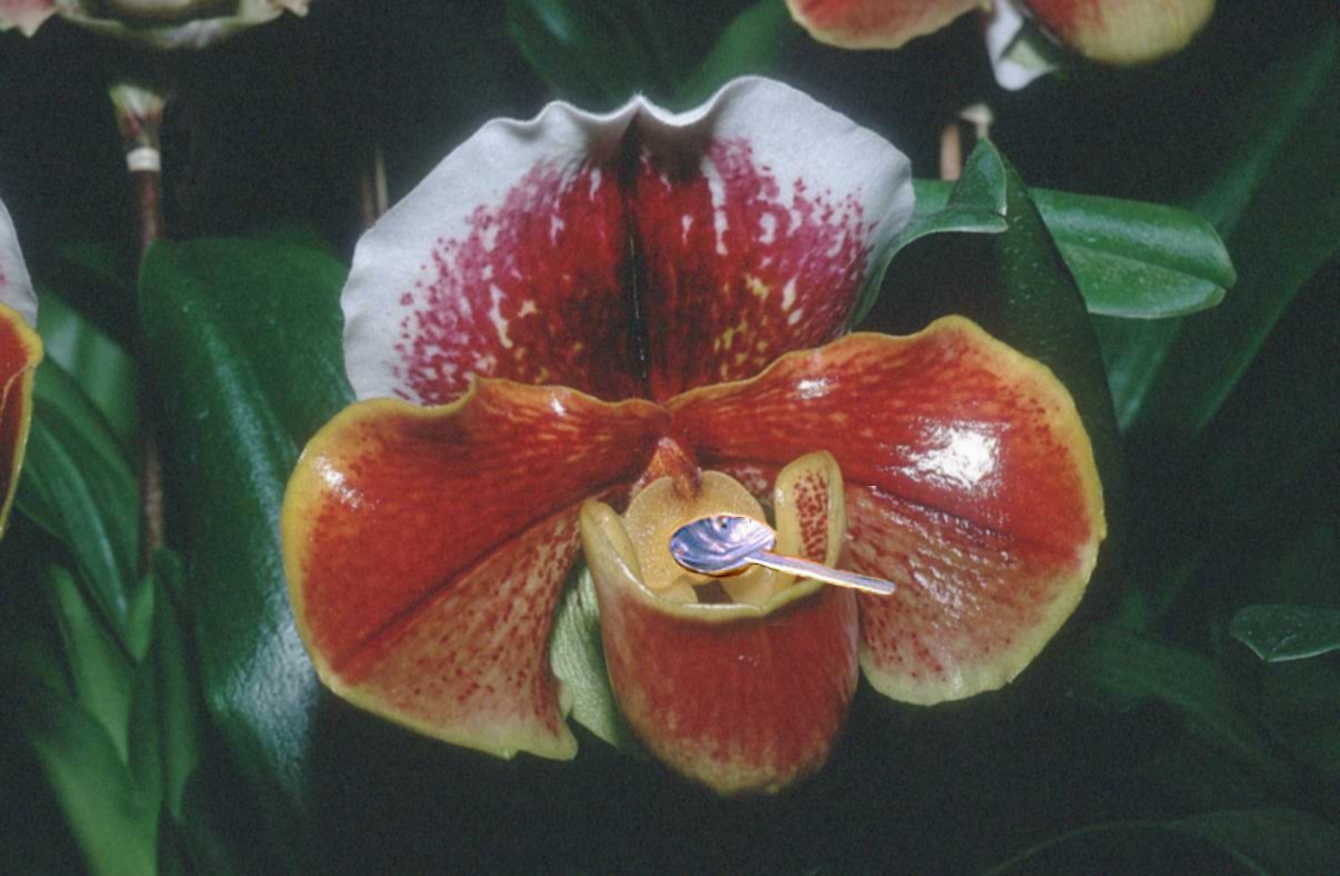 Design Photoshop par yavannilde pour DesignCrowd (Community Contests) | Design #9098854