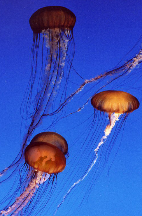 Photoshop Design by buddhasghost for DesignCrowd (Community Contests) | Design #9098935