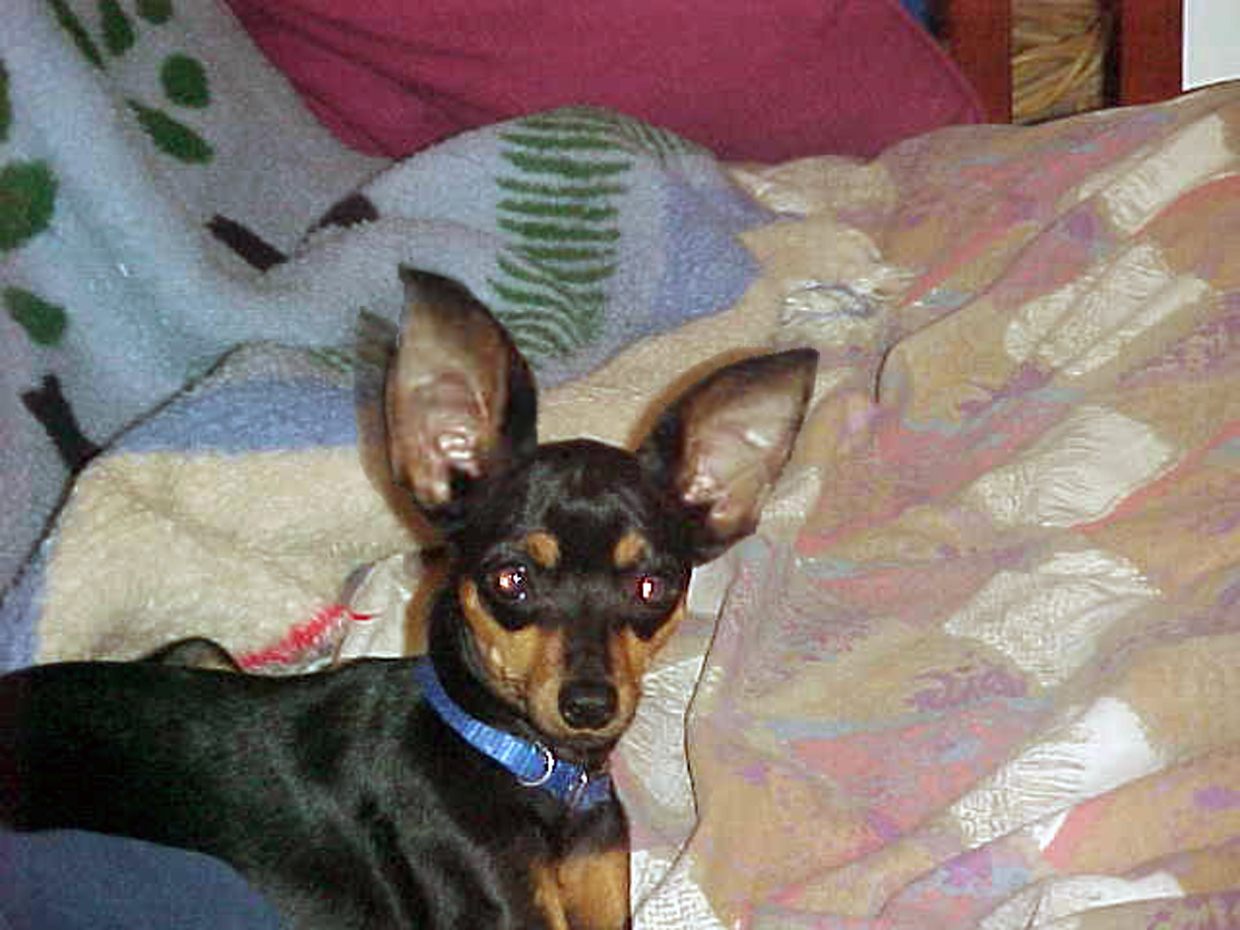 Diseño de Photoshop por msfrigyfrog para DesignCrowd (Community Contests) | Diseño #9097003