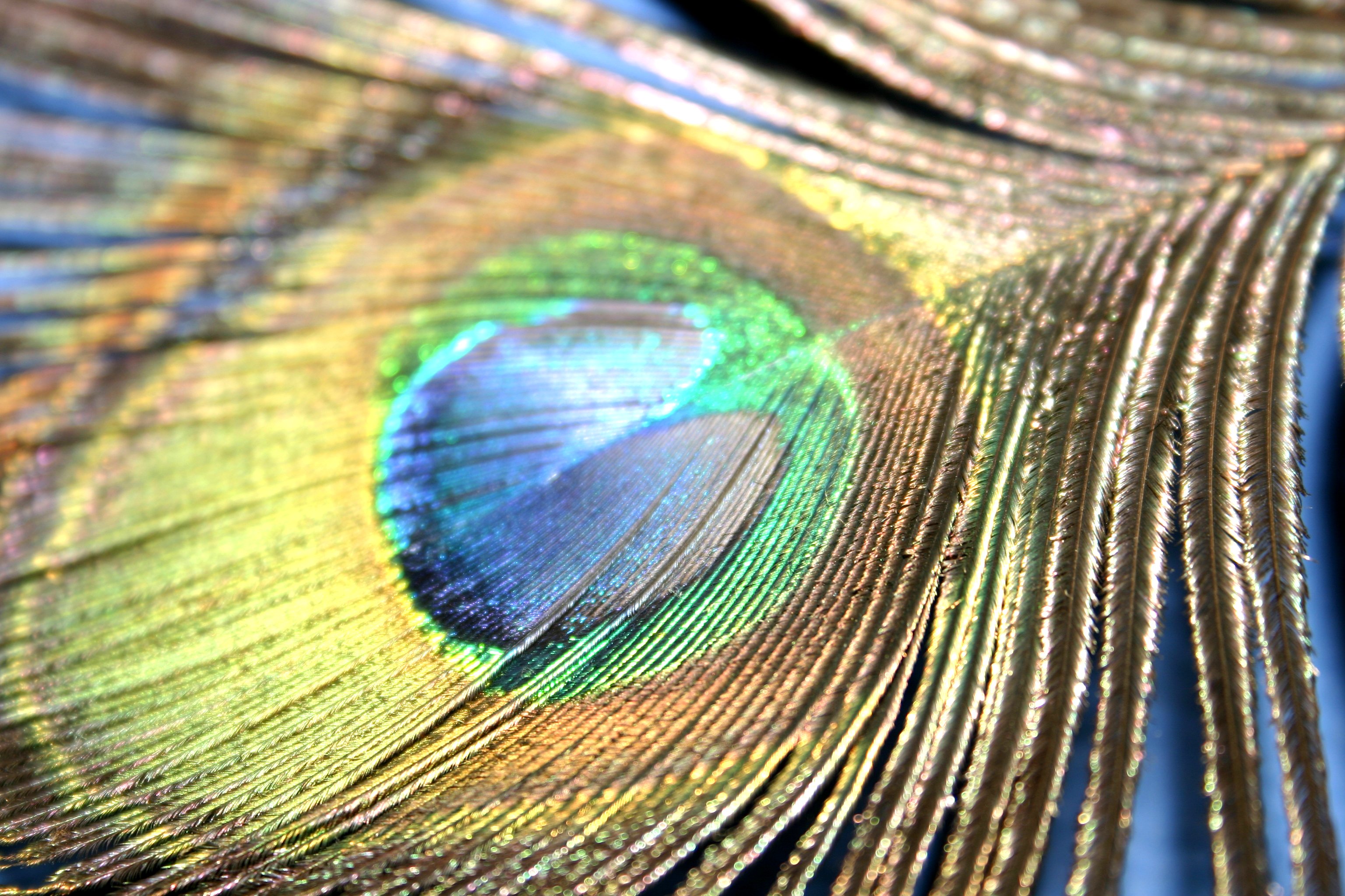 Fotografía por tomgirl80 para DesignCrowd (Community Contests) | Diseño #9100818