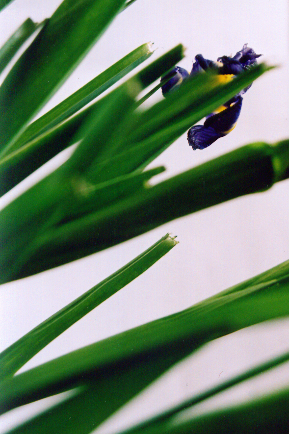 Photography by funcky for DesignCrowd (Community Contests) | Design #9100833