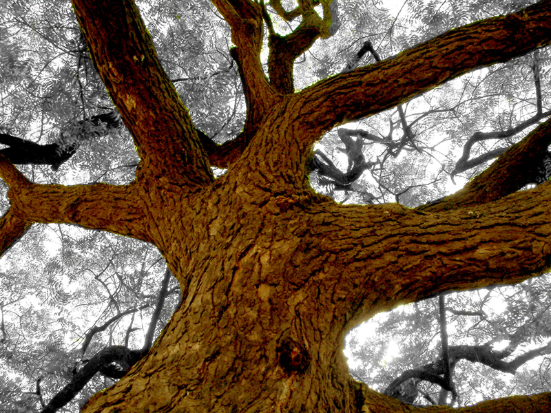 Photographie par EricPoehlsen pour DesignCrowd (Community Contests) | Design #9099116