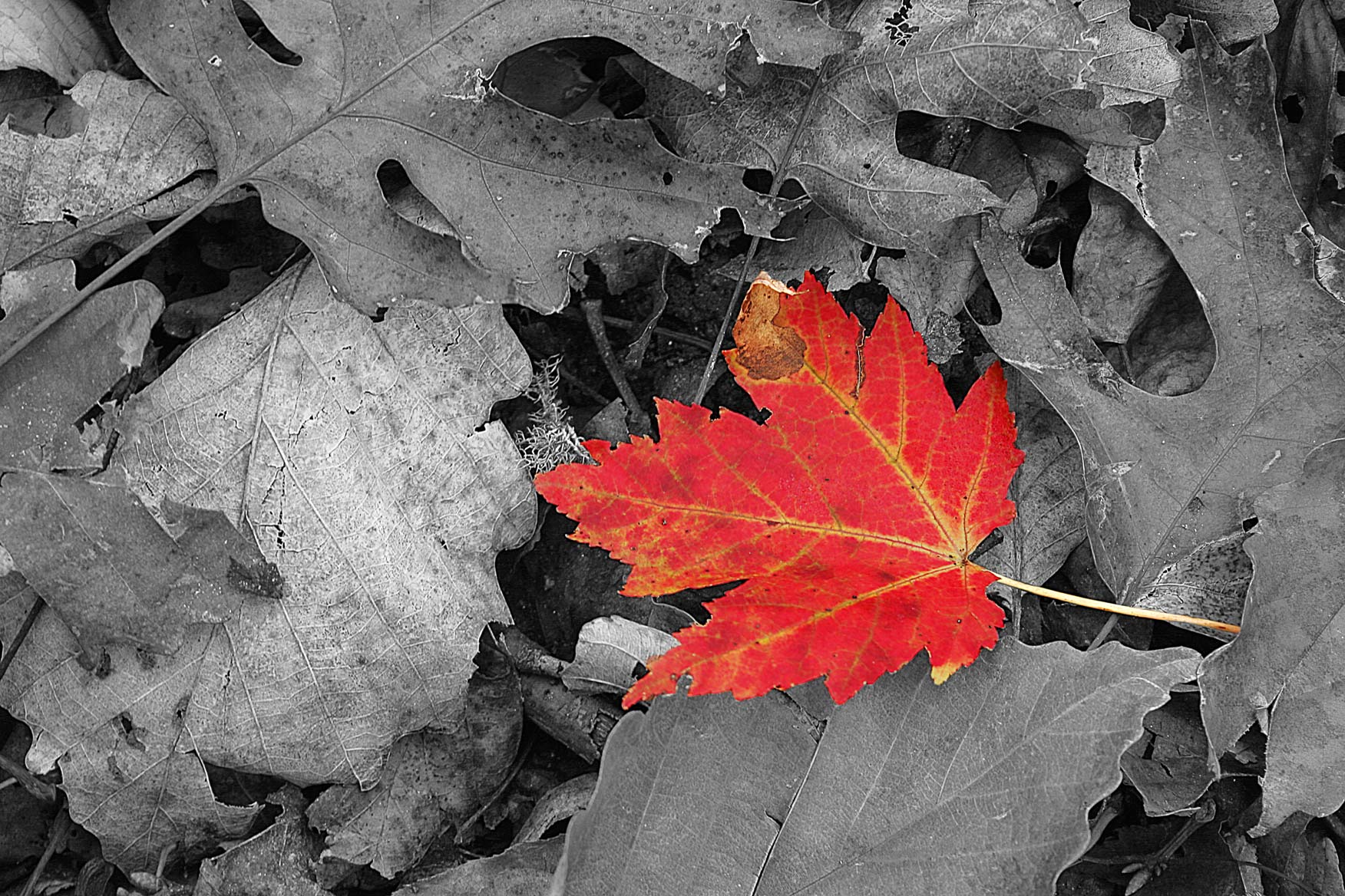 Photography by wwjdbk for DesignCrowd (Community Contests) | Design #9099167