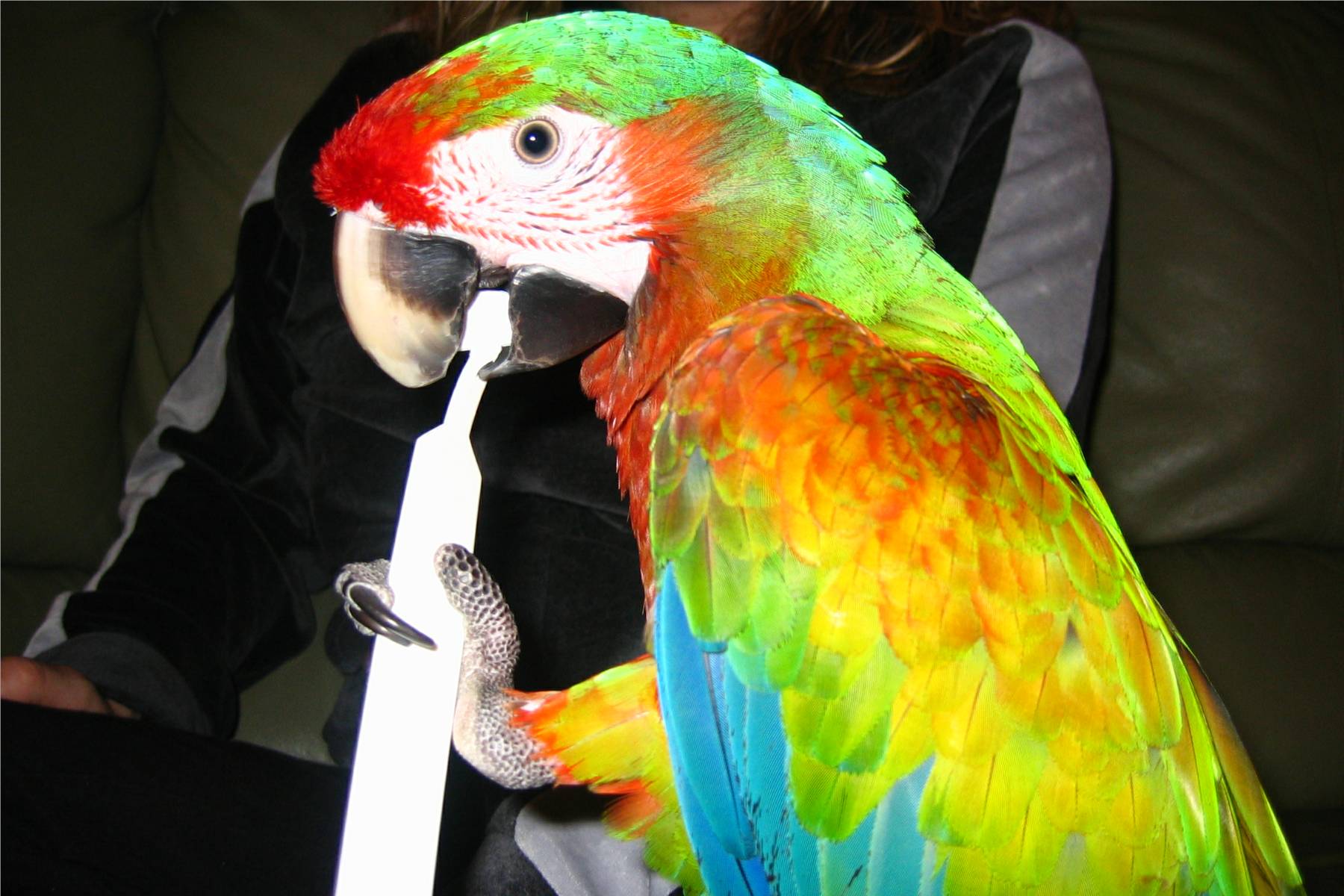 Fotografie von rdyfrdy für DesignCrowd (Community Contests) | Design #9100949