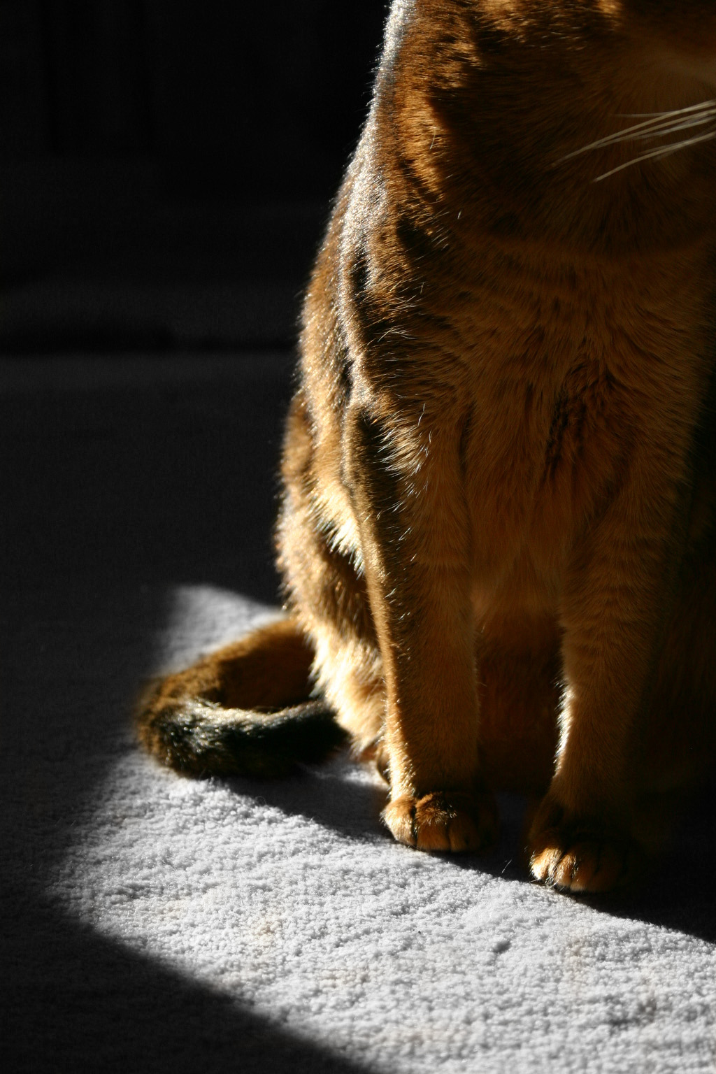 Photography by Legallyblonde877 for DesignCrowd (Community Contests) | Design #9099216