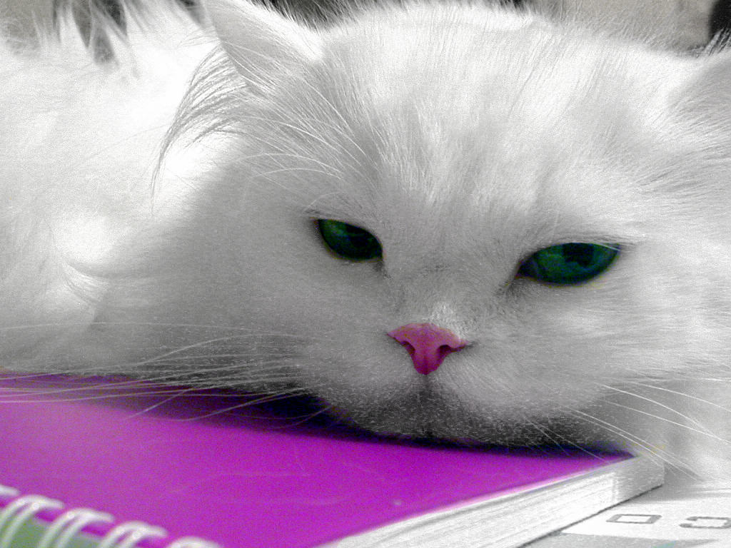 Fotografie von azchick für DesignCrowd (Community Contests) | Design #9099315