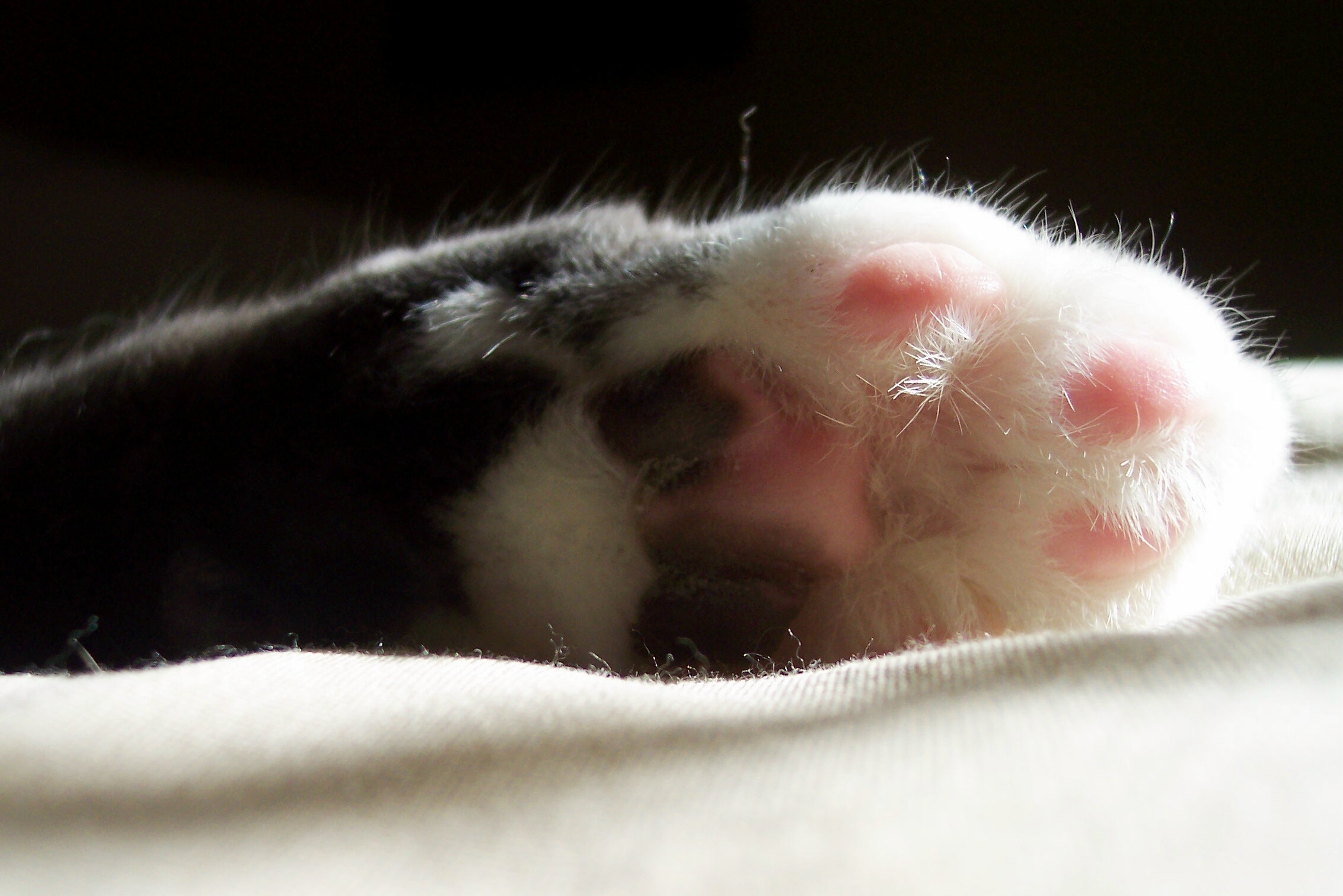 Photography by KCBroadway for DesignCrowd (Community Contests) | Design #9084387