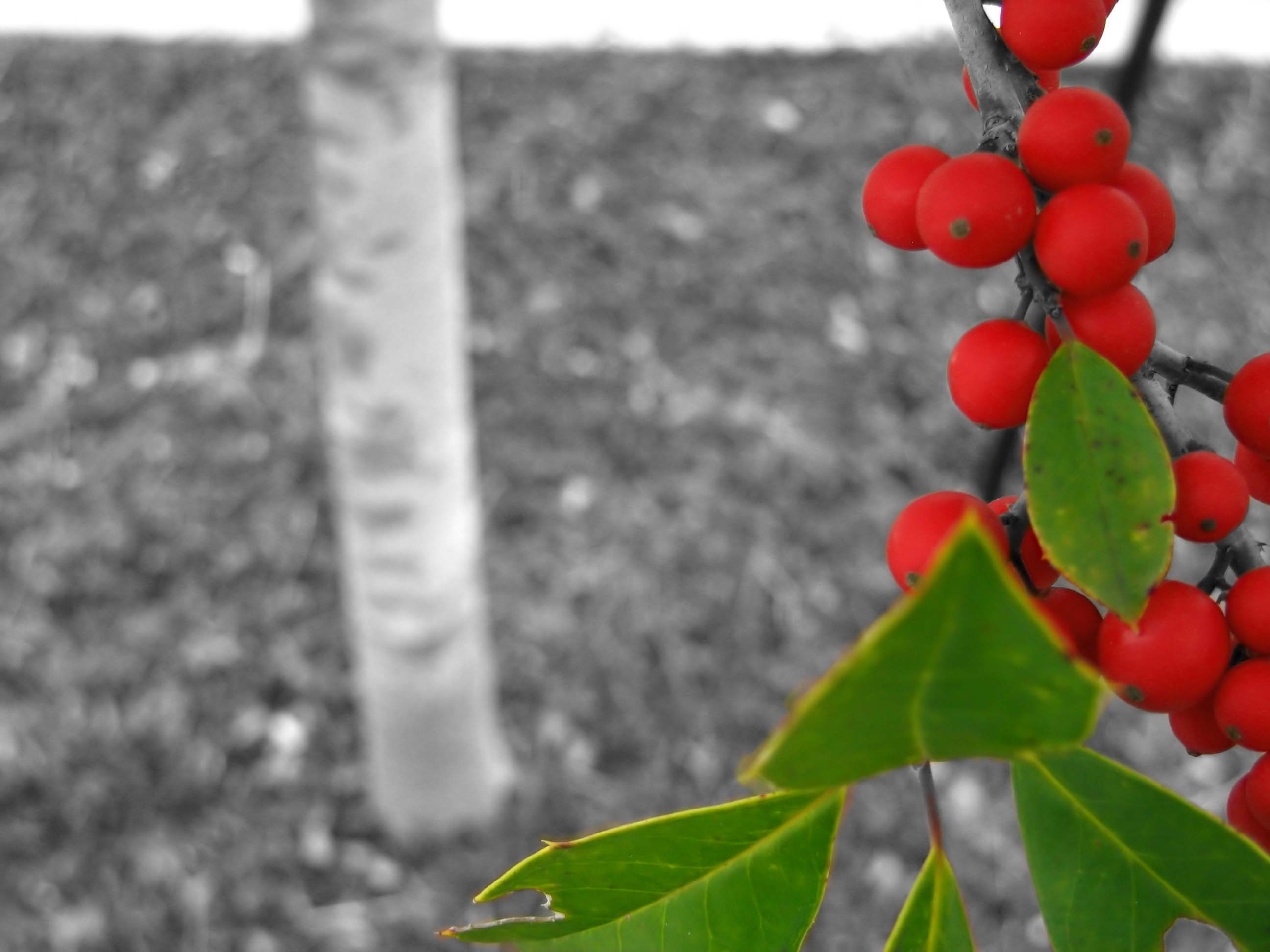 Photography by DFragXD for DesignCrowd (Community Contests) | Design #9099254