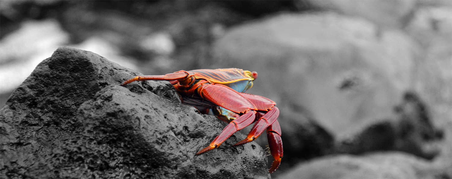 Photography by midknight for DesignCrowd (Community Contests) | Design #9099534
