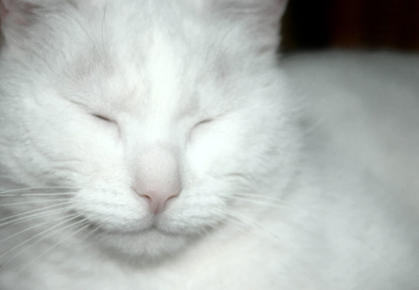 Fotografía por Marian para DesignCrowd (Community Contests) | Diseño #9084443