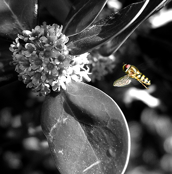 Photography by johshawil for DesignCrowd (Community Contests) | Design #9099494