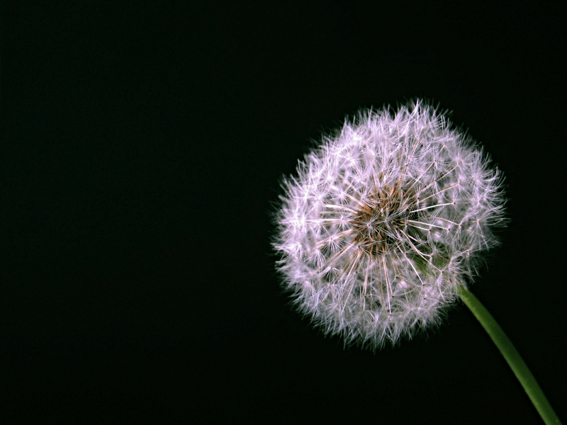 Photography by Jondor for DesignCrowd (Community Contests) | Design #9084471