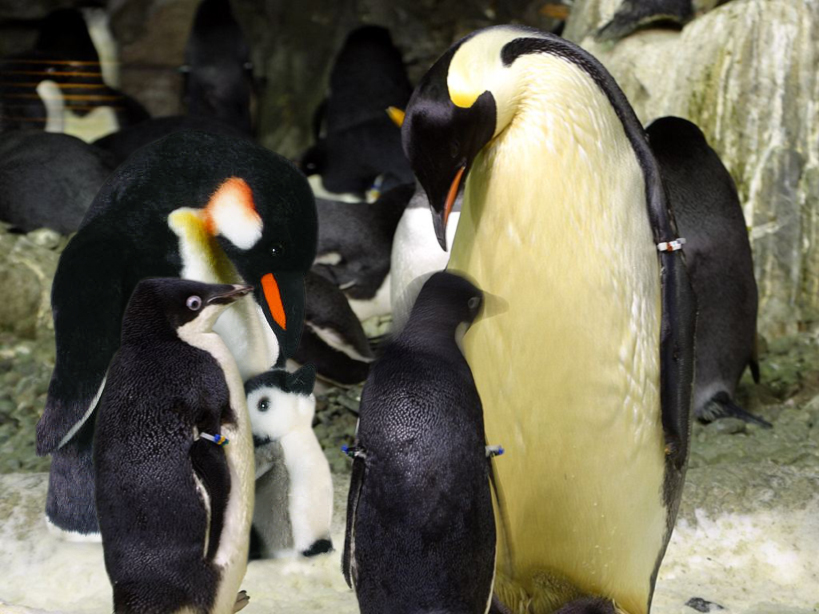 Photoshop-Design von mugatu für DesignCrowd (Community Contests) | Design #9075133