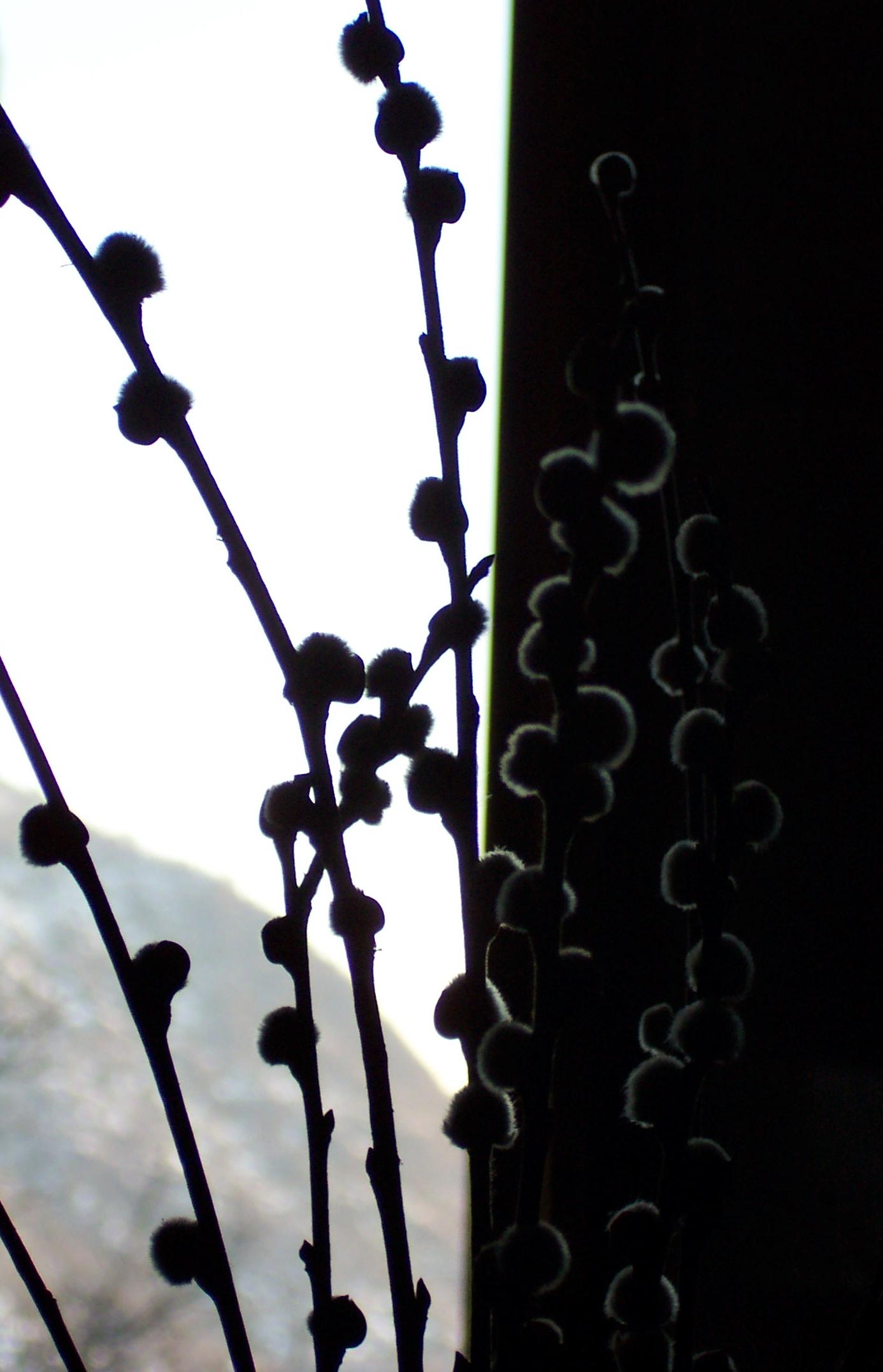 Fotografie von Urania für DesignCrowd (Community Contests) | Design #9097963