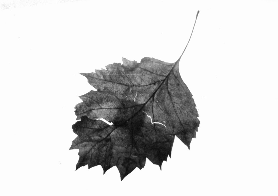 Photography by funcky for DesignCrowd (Community Contests) | Design #9096115