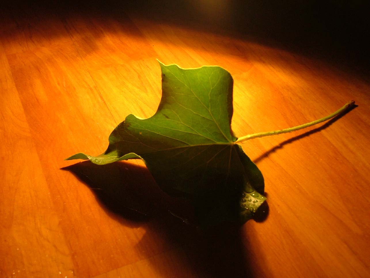 Photography by dannyom for DesignCrowd (Community Contests) | Design #9096142