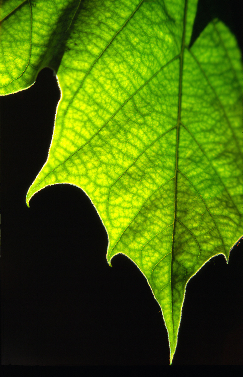 Photography by oteimages for DesignCrowd (Community Contests) | Design #9096150