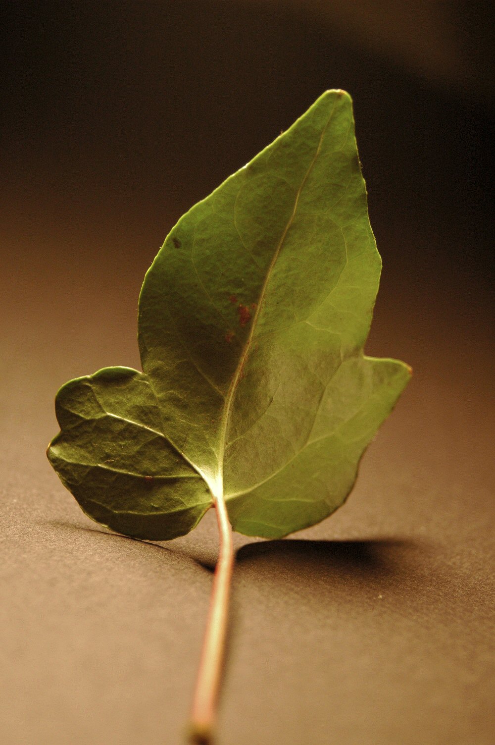 Fotografía por Marian para DesignCrowd (Community Contests) | Diseño #9096179