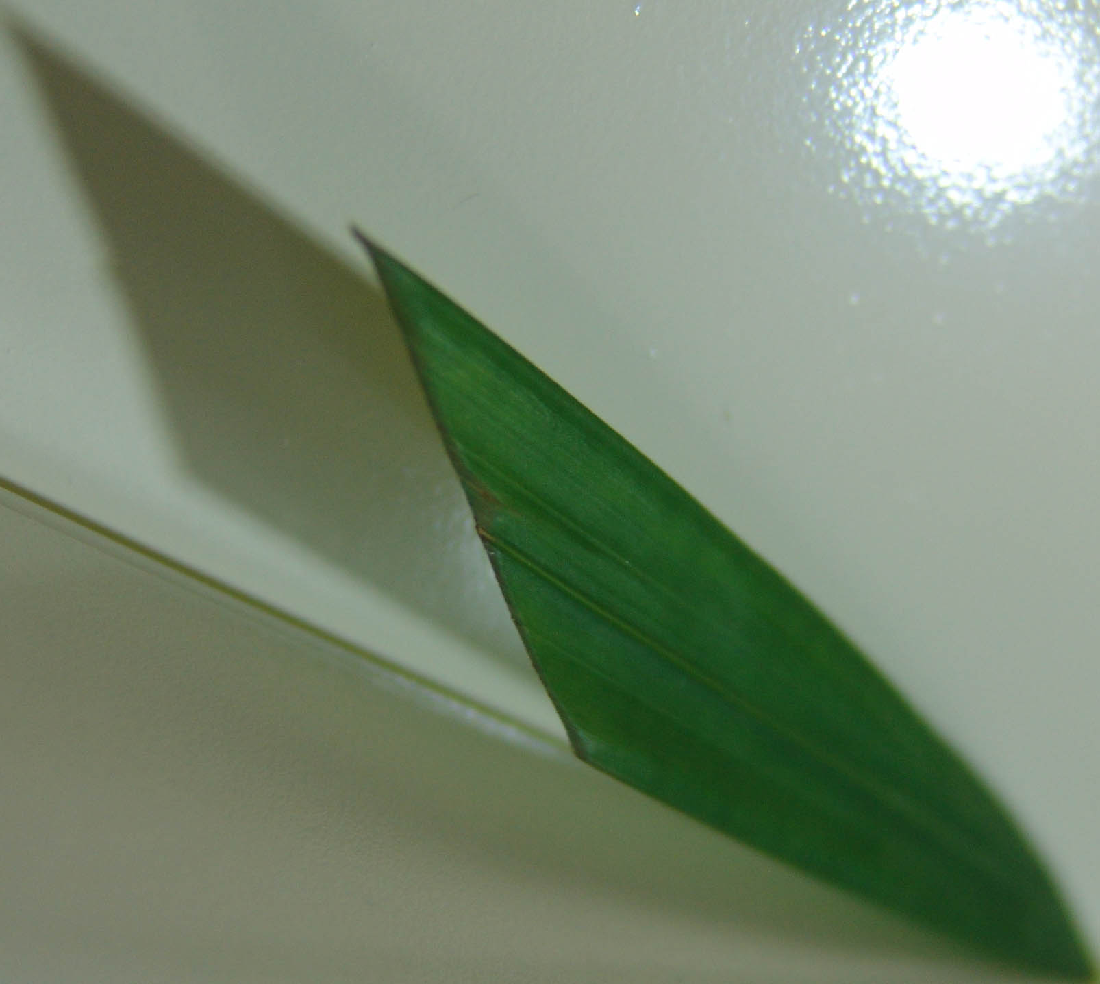 Photographie par absguft pour DesignCrowd (Community Contests) | Design #9096178