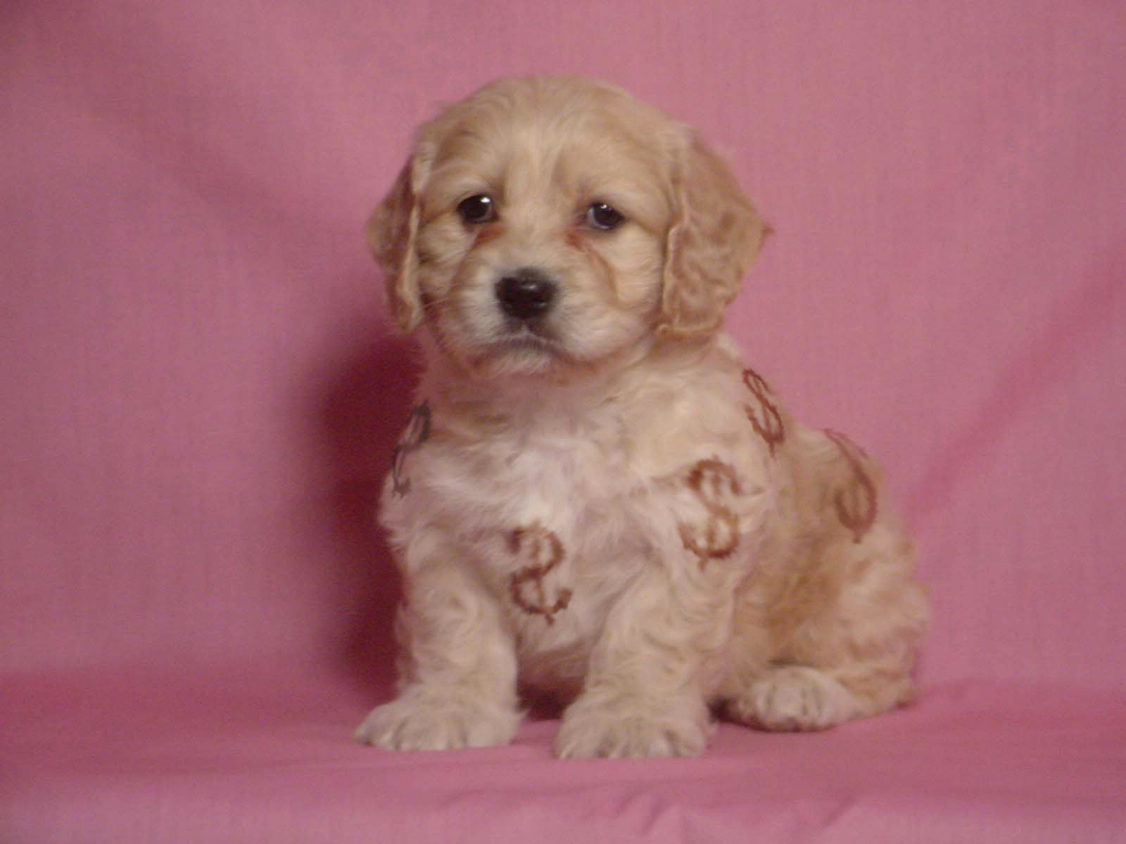 Photoshop Design by emonnite for DesignCrowd (Community Contests) | Design #9095508