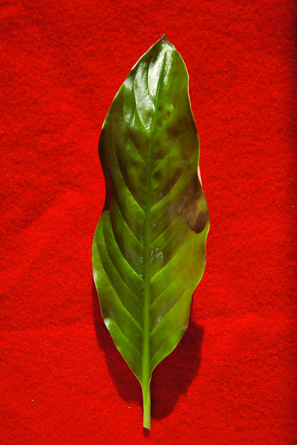 Fotografía por blurmore para DesignCrowd (Community Contests) | Diseño #9096187