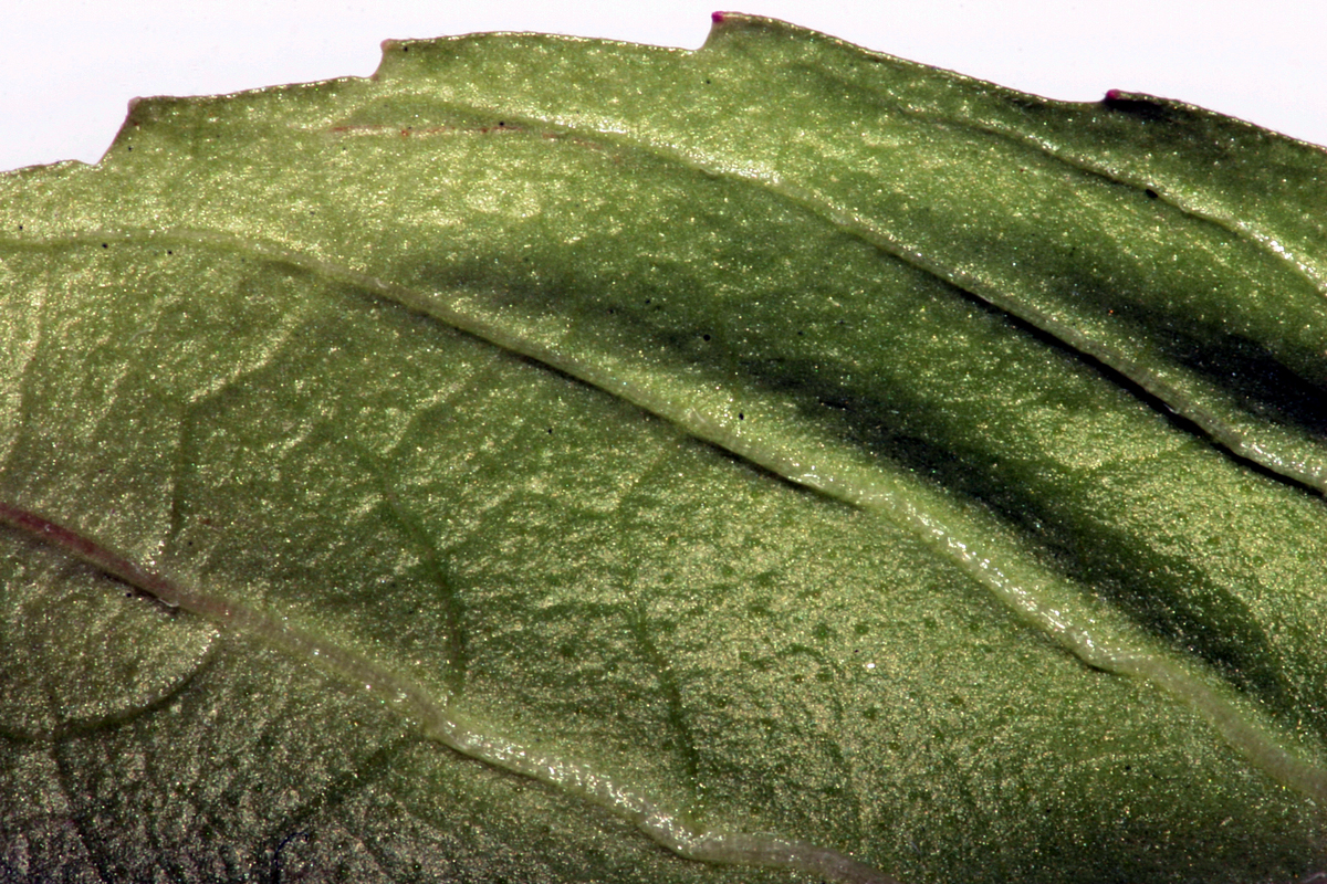 Fotografía por jiwasz para DesignCrowd (Community Contests) | Diseño #9096207