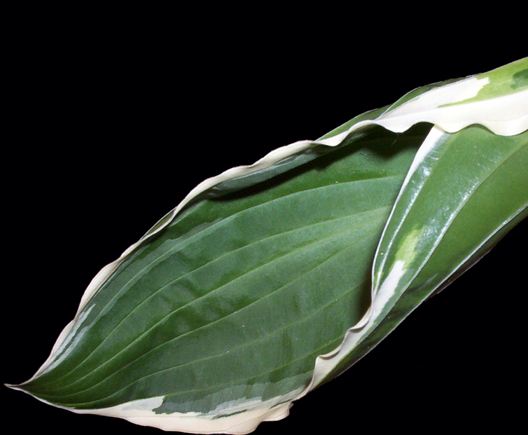 Photographie par Redstar pour DesignCrowd (Community Contests) | Design #9096184