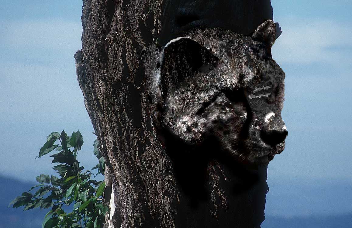 Design Photoshop par ares_revenge pour DesignCrowd (Community Contests) | Design #9097296