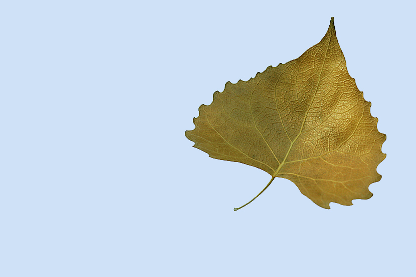 Photography by sheracer for DesignCrowd (Community Contests) | Design #9096341